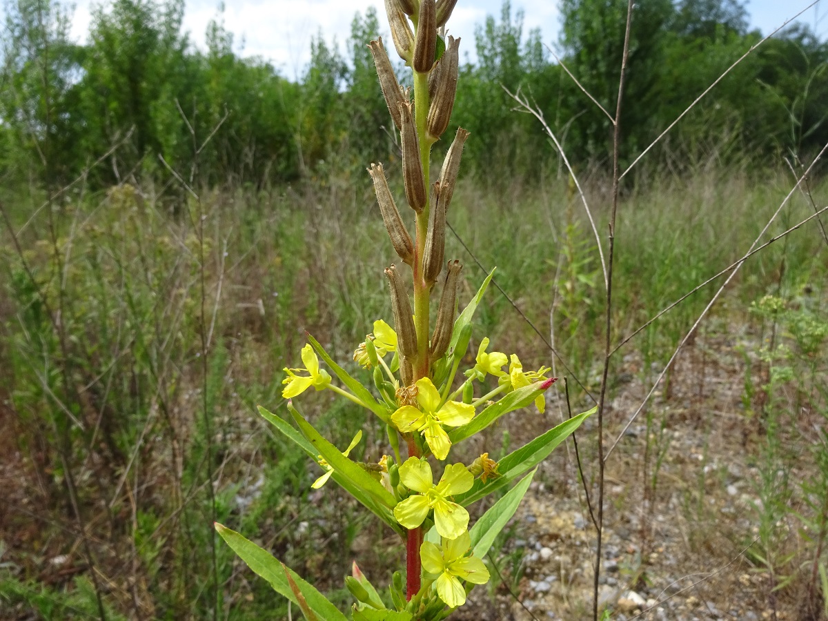 Oenothera parviflora (Onagraceae)